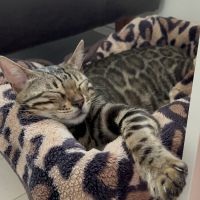 コーネリアスさん