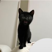 胡麻井 会員画像