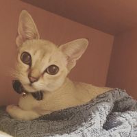 猫さがし探偵 会員画像