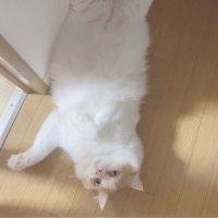 うごぷりママさん