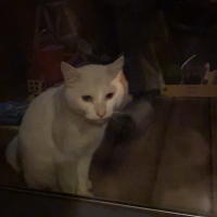 シロ-猫さん