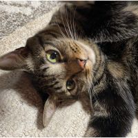 ふきちやんさん