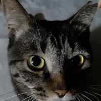 カスミよもぎさん