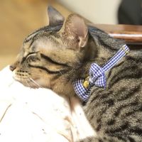 ちびコニさん