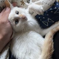 はたけのめんめんさん