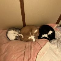まめこいなさん