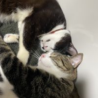むちこすちこさん