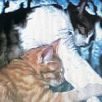 猫一途さん