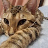猫ｵﾔｼﾞ(=￣(ｴ)￣=)