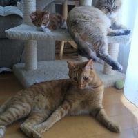 tomaママ 会員画像