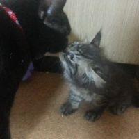 ねこにゃん仔 会員画像