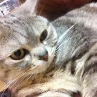 シャブ 会員画像
