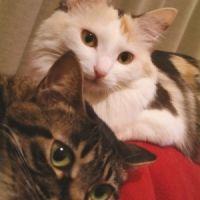 猫たわ毛 会員画像