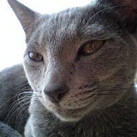 ヨシヒロ 会員画像