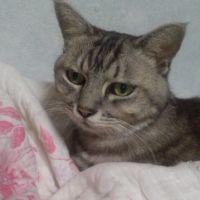 セイザ 会員画像