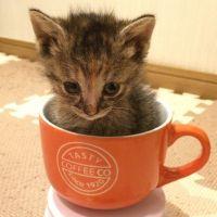 ししゃも出汁 会員画像