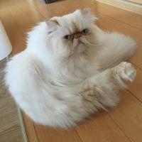 アリスねこ