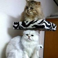 にゃこた。 会員画像