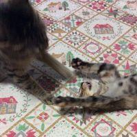 ねこたつ 会員画像