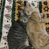 あずにゃんと満月 会員画像