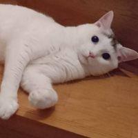 めかわ 会員画像