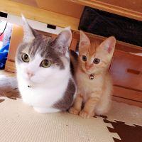 あみたろちゅ 会員画像