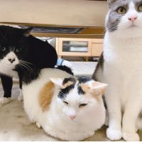 にゃんたけさん