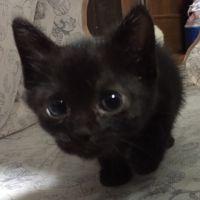 カムウル♪さん