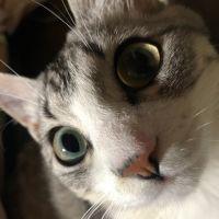 ななふし 会員画像