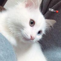 kureffin 会員画像