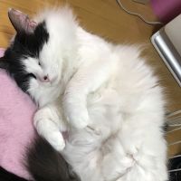 るなにゃω 会員画像