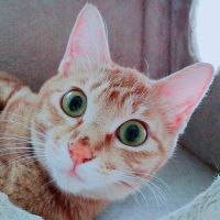会員画像