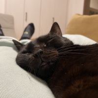 さめーす 会員画像