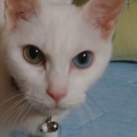 sironeko420 会員画像
