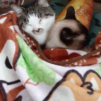 ぴちこちゃん 会員画像