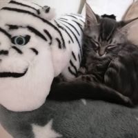 ちゃちゃまるさん。 会員画像