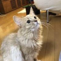 ジャングル大帝さん