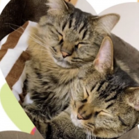 れおとら 会員画像