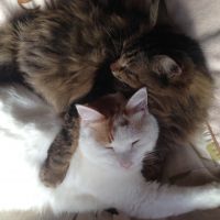 ちーてる 会員画像