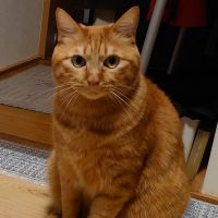 平田ちび 会員画像