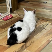 ほむちゃん 会員画像