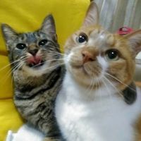 猫まる子 会員画像