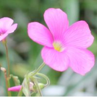 はるふらわー 会員画像