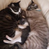 ふぁんゆたじ 会員画像