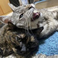 メイジジ 会員画像