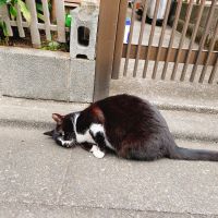 あめ. 会員画像