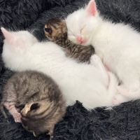 めろめろぱんな 会員画像