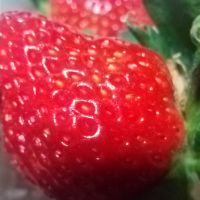 いちごやさん 会員画像