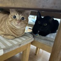 ネコネコネコネさん