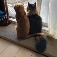 ヒロさんちの猫ちゃんさん